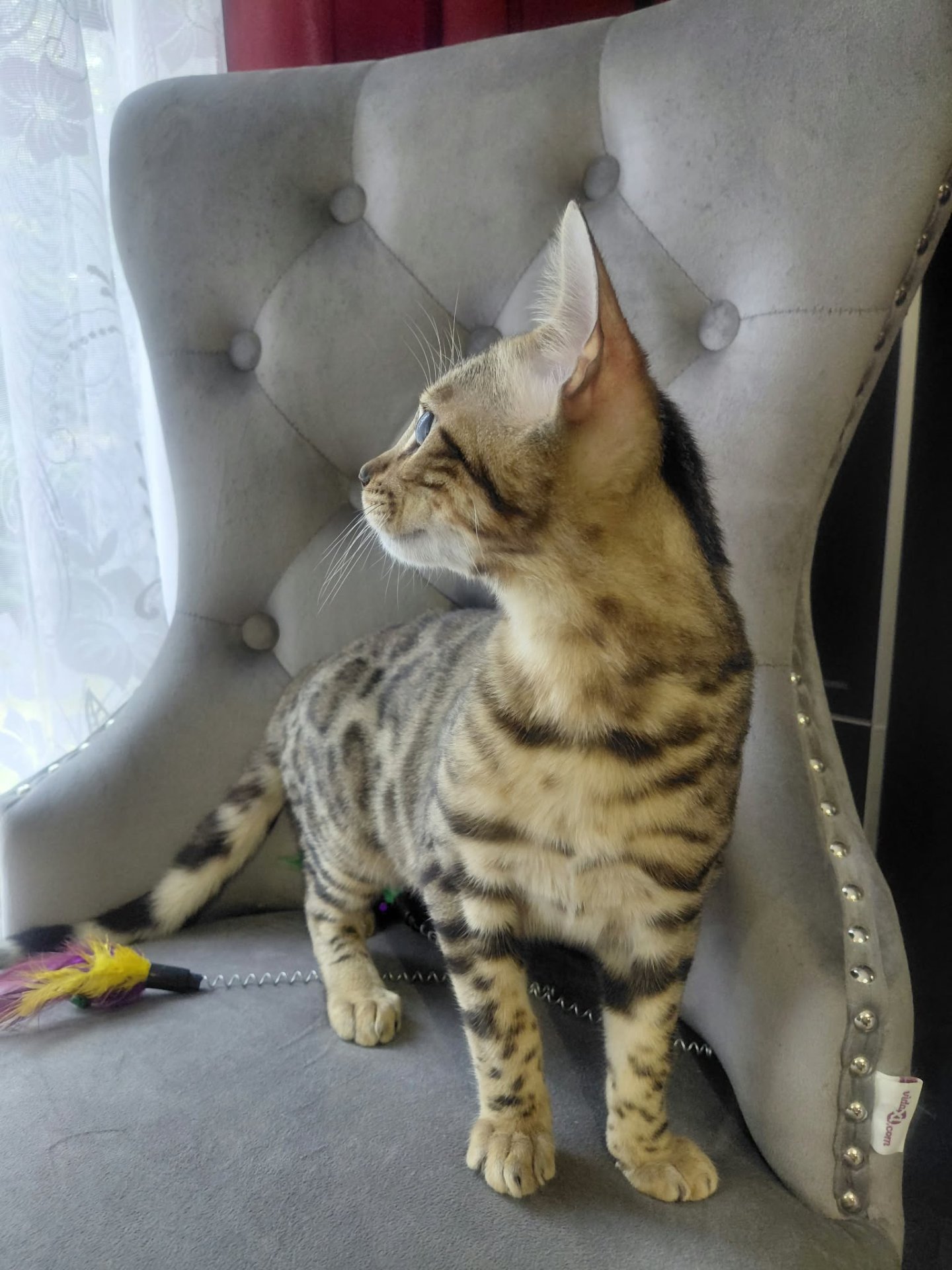 Baron