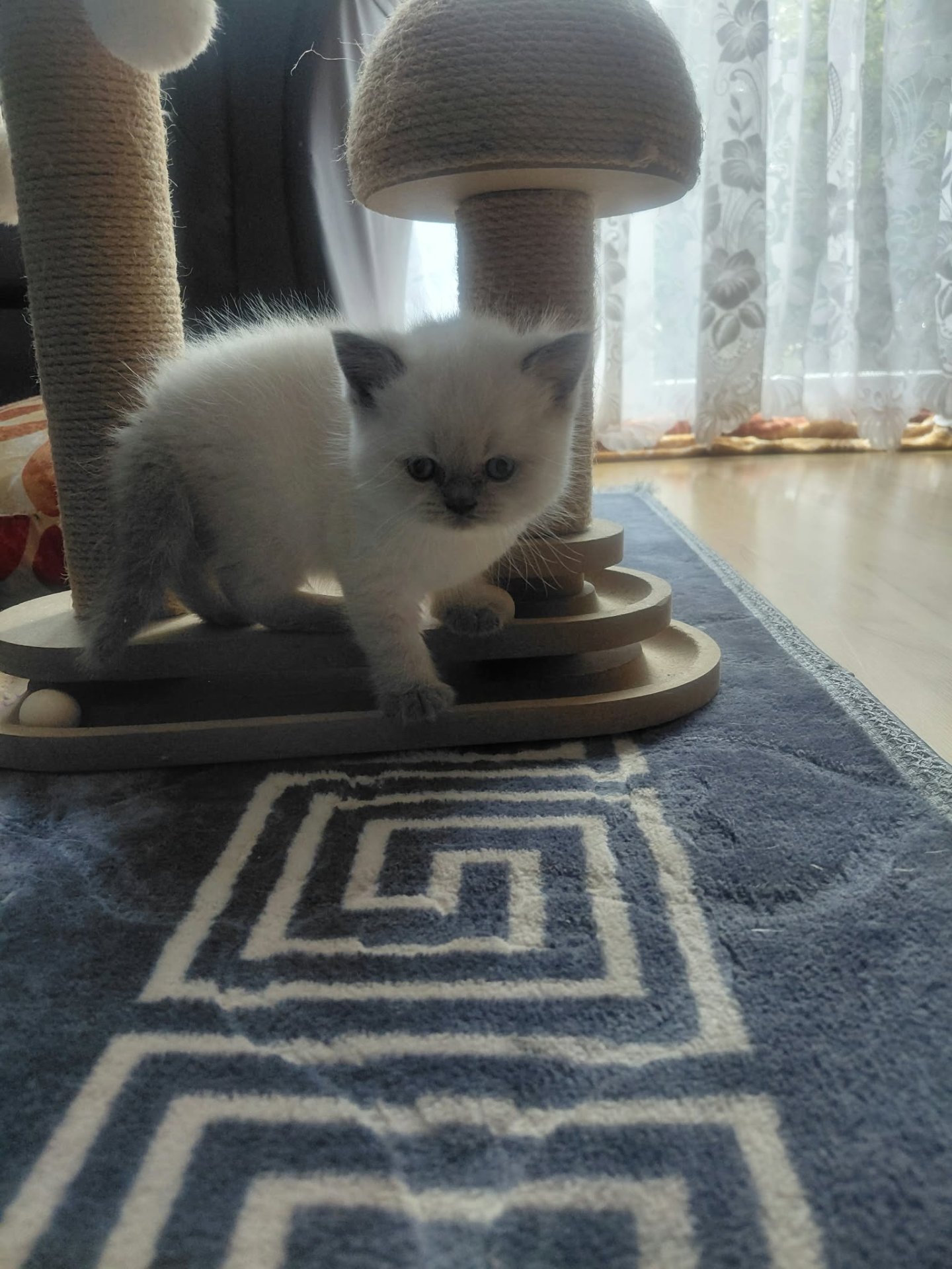 Alma