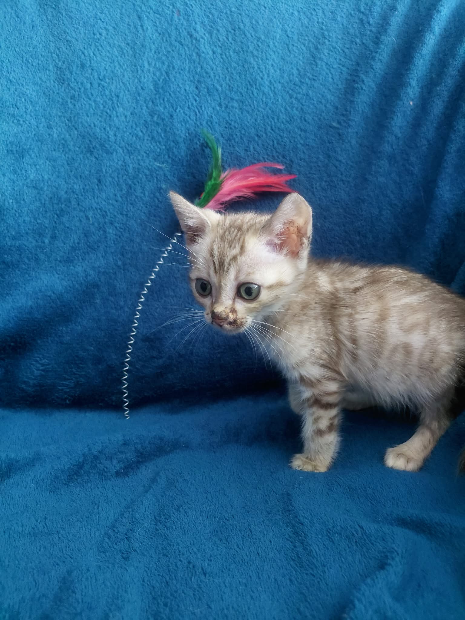 Carlos
