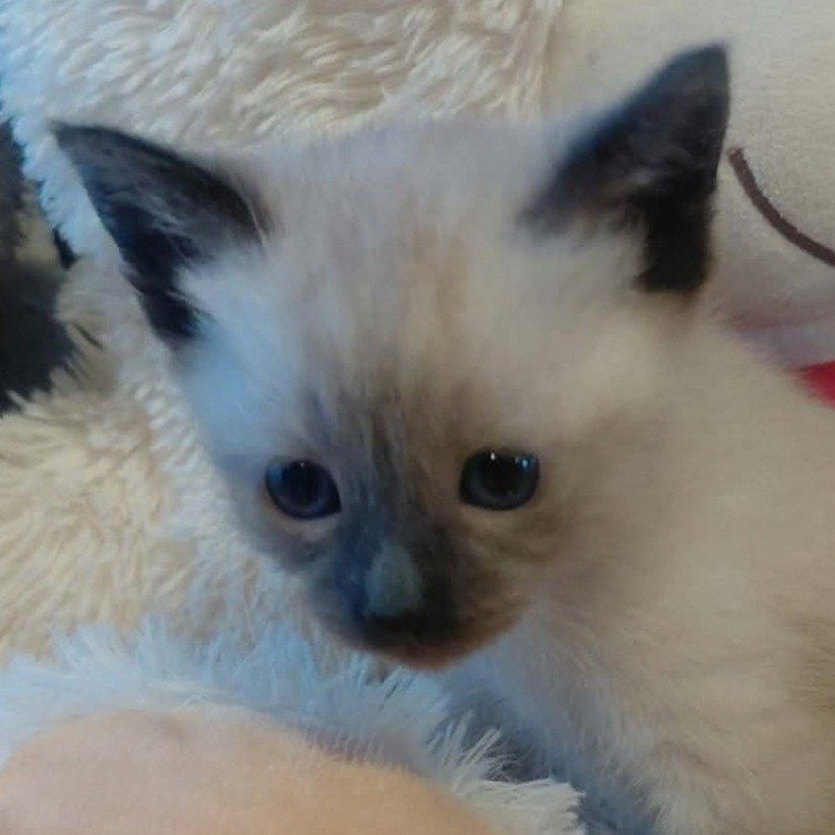 Daisy — Kot Syjamski