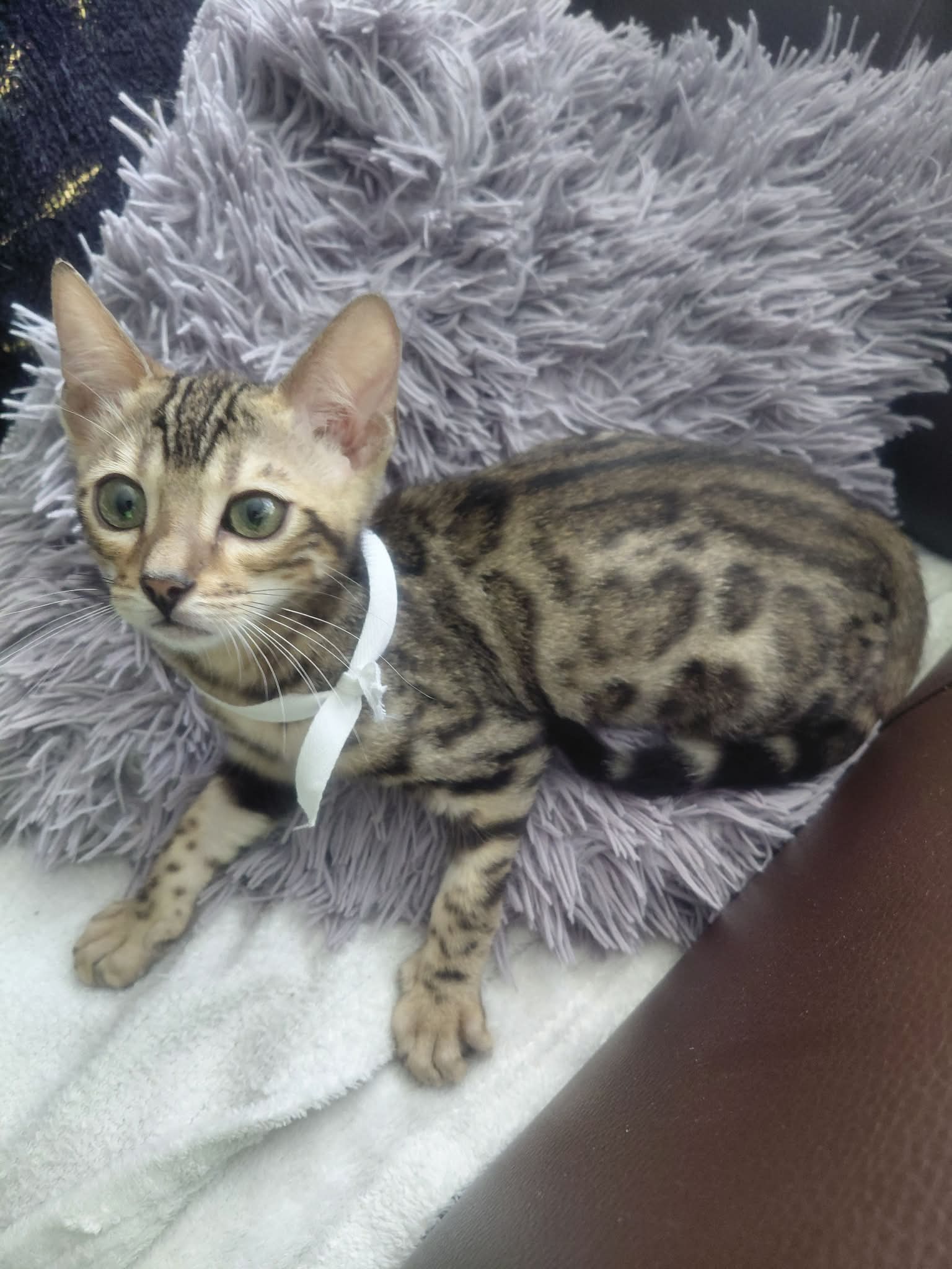 Bella — Kot Bengalski