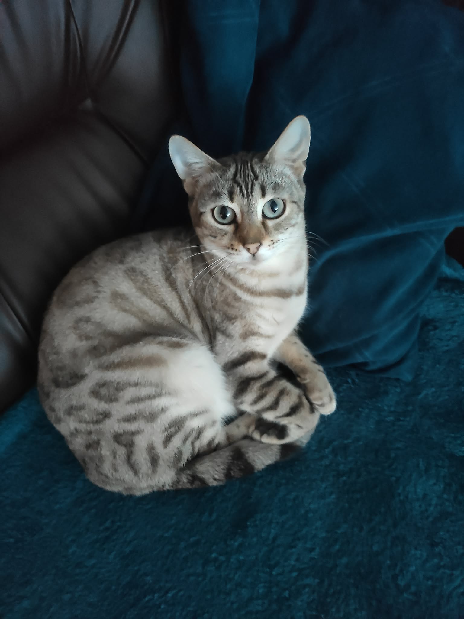 Bella — Kot Bengalski