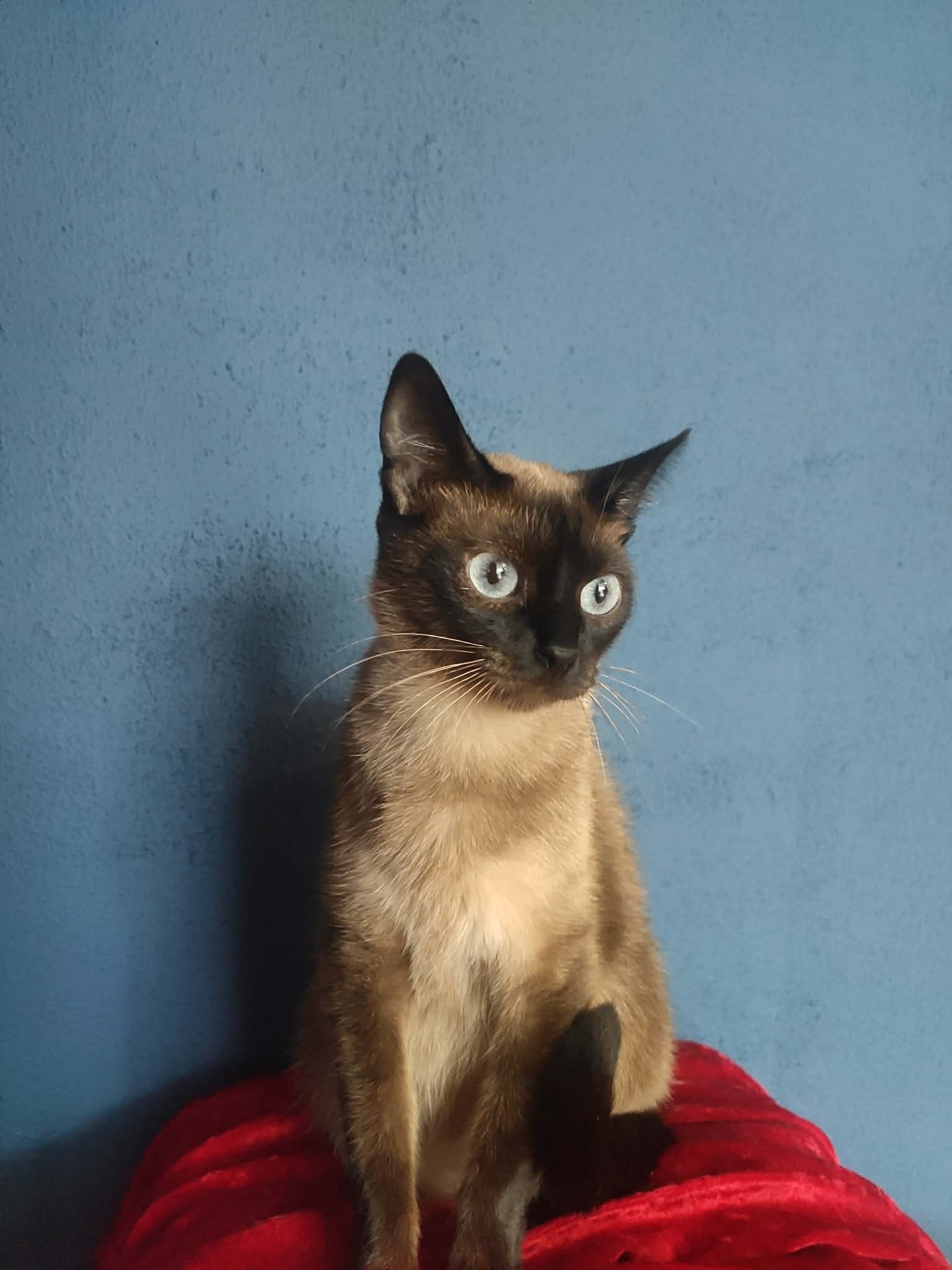 Koko