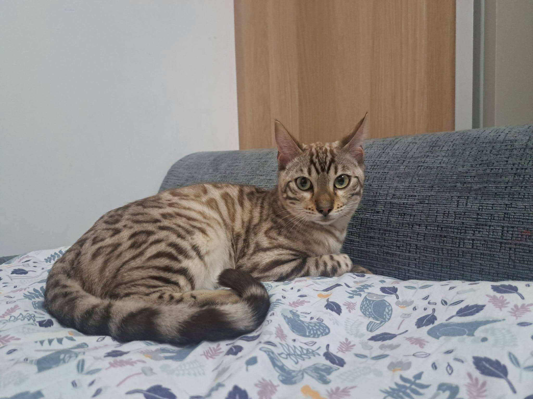 Nel — Kot Bengalski